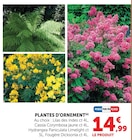 Promo Plantes d'ornement à 14,99 € dans le catalogue Hyper U à Alès