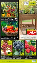 Heidelbeerstrauch Angebot im aktuellen Pflanzen Kölle Prospekt auf Seite 7