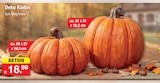 Aktuelles Deko Kürbis Angebot bei Zimmermann in Bremen ab 18,99 €