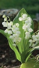 Griffes de Muguet Nantais - U en promo chez Hyper U Orléans à 5,99 €