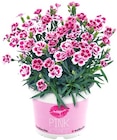 Nelke "Pink Kisses" im Penny Prospekt Nelke "Pink Kisses" im aktuellen Penny Prospekt für 1,99 €
