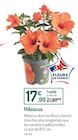 Hibiscus - Botanic à Clermont-Ferrand Hibiscus en promo chez Botanic Clermont-Ferrand à 17,99 €