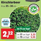Aktuelles Kirschlorbeer Angebot bei Thomas Philipps in Braunschweig ab 2,22 €