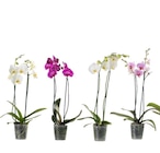 Orchidée 2 tiges en promo chez Carrefour Cannes à 7,99 €