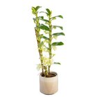 Dendrobium nobilé 2 branches avec cache-pot diamètre 12 cm - BOTANIC® en promo chez Botanic Dendrobium nobilé 2 branches avec cache-pot diamètre 12 cm - BOTANIC® dans le catalogue Botanic