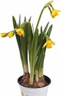 Aktuelles NARZISSE "TÊTE À TÊTE" (NARCISSUS CYCLAMINEUS) Angebot bei OBI in Hamburg ab 1,49 €