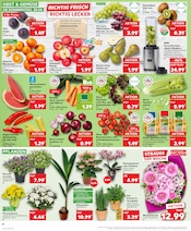 Farbe im Kaufland Prospekt in Heidelberg Aktueller Kaufland Prospekt mit Farbe, "Aktuelle Angebote", Seite 10