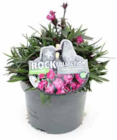Dianthus caryophyllus Ruck Collection bei OBI im Biedenkopf Prospekt für 2,99 €