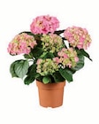 Aktuelles Ballhortensie Angebot bei Lidl in Paderborn ab 4,99 €