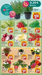 Blumen Angebot im aktuellen REWE Prospekt auf Seite 7