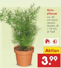 Grünpflanze im aktuellen Netto Marken-Discount Prospekt