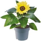 Sonnenblume, Salvia, Celosia oder Calibrachoa im Angebot bei Netto mit dem Scottie in Cottbus Sonnenblume, Salvia, Celosia oder Calibrachoa Angebote bei Netto mit dem Scottie Cottbus für 1,99 €