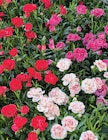 Promo Oeillet Carnelia à 2,90 € dans le catalogue Hyper U à Alès