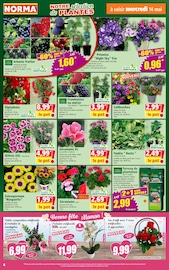 Fleurs Artificielles Angebote im Prospekt "Votre Discounter Régional" von Norma Fleurs Artificielles Angebote im Prospekt "Votre Discounter Régional" von Norma auf Seite 4