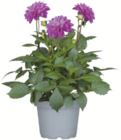 toom Baumarkt - Dahlie Angebot im Prospekt Dahlie bei toom Baumarkt im Prospekt "" für 4,99 €