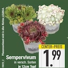 EDEKA Mitterfels - Sempervivum Angebot im Prospekt Sempervivum bei EDEKA im Mitterfels Prospekt für 1,99 €