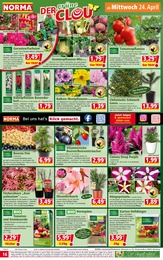 Blumenampel Angebot im aktuellen Norma Prospekt auf Seite 16