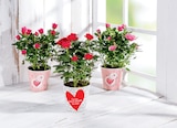 Rosier en pot en promo chez Norma Rosier en pot dans le catalogue Norma