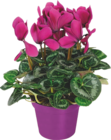 Cyclamen - GARDENLINE dans le catalogue Aldi