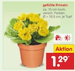 gefüllte Primeln von  im aktuellen Netto Marken-Discount Prospekt für 1,29 €