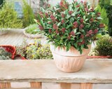 Japanische Blütenskimmie (Skimmia japonica) „Rubella“ im Hagebaumarkt Prospekt Japanische Blütenskimmie (Skimmia japonica) „Rubella“ von im aktuellen Hagebaumarkt Prospekt für 4,99 €