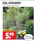 XXL-Stauden Angebote bei Wreesmann Stade für 5,99 €