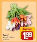 Tulpen Angebote bei REWE Neuwied für 1,99 €