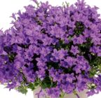 Glockenblume „Intens Purple“ bei Hornbach im Wilhelmshaven Prospekt für 4,49 €