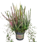 Knospenheide von  im aktuellen tegut Prospekt für 4,99 €