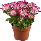 Chrysanthème collection en promo chez Lidl Bagnolet à 3,99 €