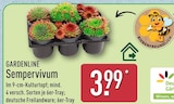 Sempervivum von GARDENLINE für 3,99 € bei ALDI Nord im Angebot Sempervivum von GARDENLINE im aktuellen ALDI Nord Prospekt