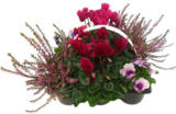 Chrysanthemen Busch Trio Angebote bei Marktkauf Ravensburg für 5,99 €