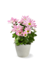 Chrysantheme im Kaufland Prospekt Chrysantheme im aktuellen Kaufland Prospekt für 1,11 €
