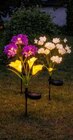 LED Solar Blumen Glyzinien im Angebot bei Netto Marken-Discount in Schwerin LED Solar Blumen Glyzinien Angebote bei Netto Marken-Discount Schwerin für 6,99 €