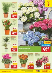 Blumen im Netto Marken-Discount Prospekt in Sankt Augustin Aktueller Netto Marken-Discount Prospekt mit Blumen, "Aktuelle Angebote", Seite 35