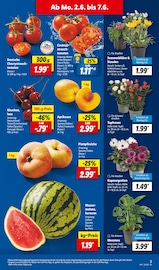 Ähnliche Angebote wie Zitronenbaum im Prospekt "LIDL LOHNT SICH" auf Seite 7 von Lidl in Neu-Ulm