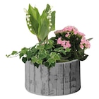 Composition bambou en promo chez Carrefour Antony à 19,99 €