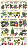 Blumen Blumen