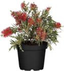 Aktuelle Blumen Angebote bei OBI in Krefeld Aktuelles Zylinderputzer Angebot bei OBI in Krefeld ab 11,99 €