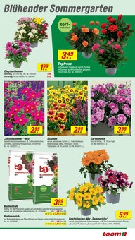 Chrysantheme im toom Baumarkt Prospekt "Respekt, wer's selber macht." mit 16 Seiten (Stuttgart)