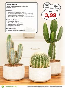 Pflanzen im Garten-Center Nordharz GmbH & Co. KG Prospekt "Grüne Mitbewohner" mit 24 Seiten (Hannover)