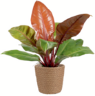 Aktuelles Grünpflanzen im Korb 12-cm-Topf Angebot bei toom Baumarkt in Mannheim ab 6,99 €