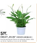 EINBLATT „BELLINI“ (SPATHIPHYLLUM WALLISII) bei OBI im Ludwigsburg Prospekt für 5,99 €