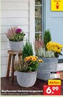 Aktuelle Pflanzen Angebote bei Netto Marken-Discount in Hannover Aktuelles Bepflanztes Herbstarrangement Ø 15 cm Angebot bei Netto Marken-Discount in Hannover ab 6,99 €