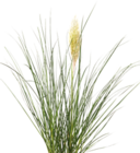 Rotes Lampenputzgras Fireworks von FloraSelf für 6,99 € bei Hornbach im Angebot Rotes Lampenputzgras Fireworks von FloraSelf im aktuellen Hornbach Prospekt