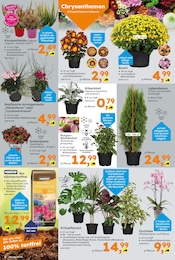 Blumentopf Angebot im aktuellen Globus-Baumarkt Prospekt auf Seite 2