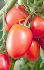 Aktuelles Veredelte Tomaten und Gurken Angebot bei ZG Raiffeisen in Freiburg (Breisgau) ab 4,49 €
