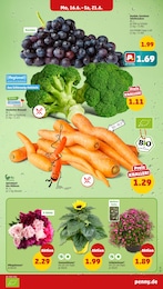 Penny Broccoli im Prospekt Penny Broccoli im Prospekt