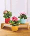 Plante fleurie en promo chez Super U Palaiseau à 6,99 €