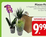 Pflanzen-Mix im EDEKA Prospekt Pflanzen-Mix von im aktuellen EDEKA Prospekt für 9,99 €